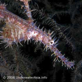 Ghost Pipefish